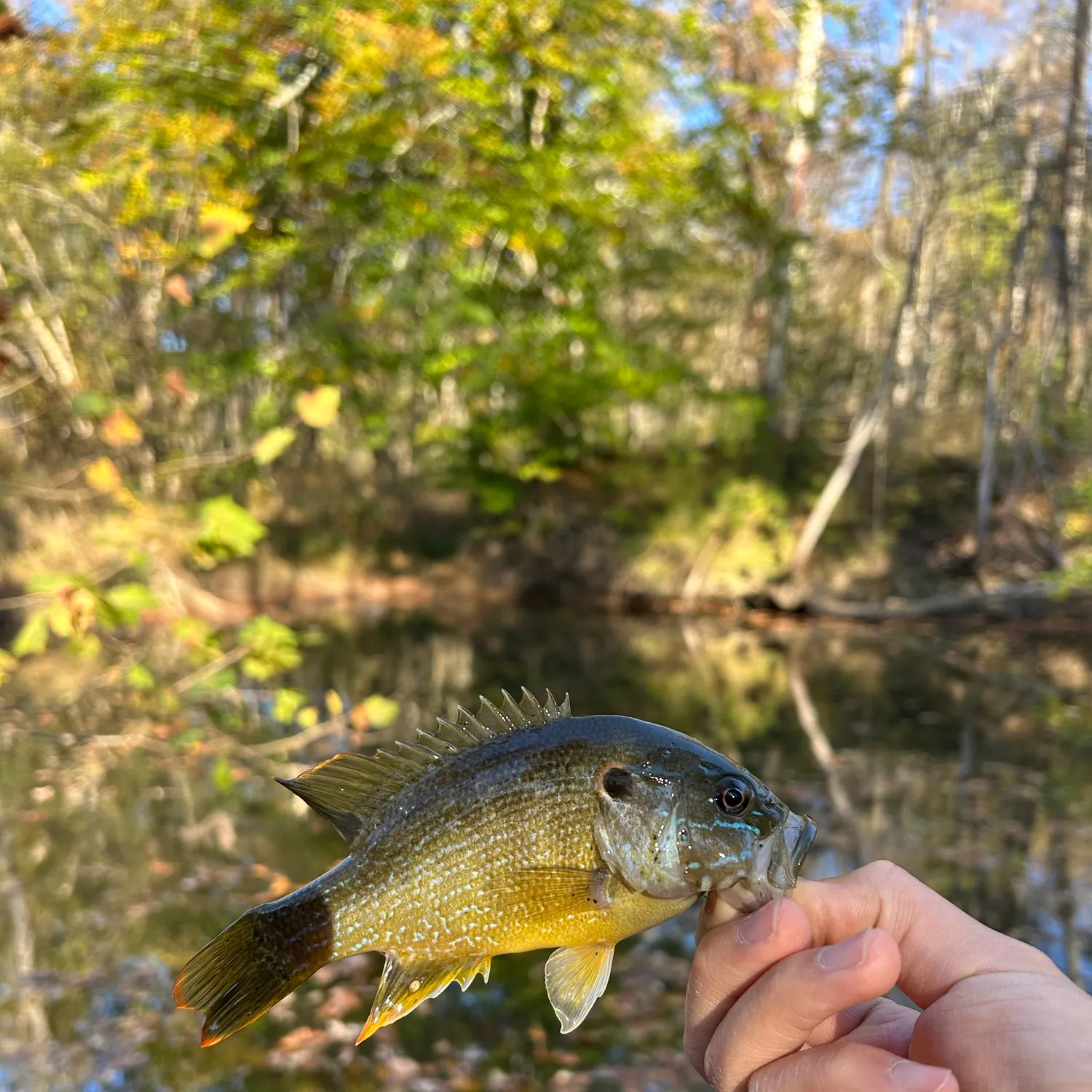 Green sunfish caught on Fishbrain