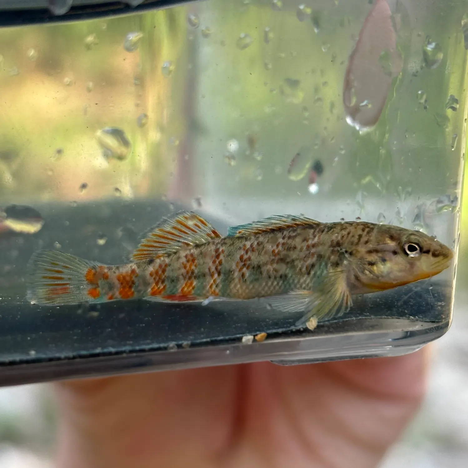 The most recent Rainbow darter catches on Fishbrain