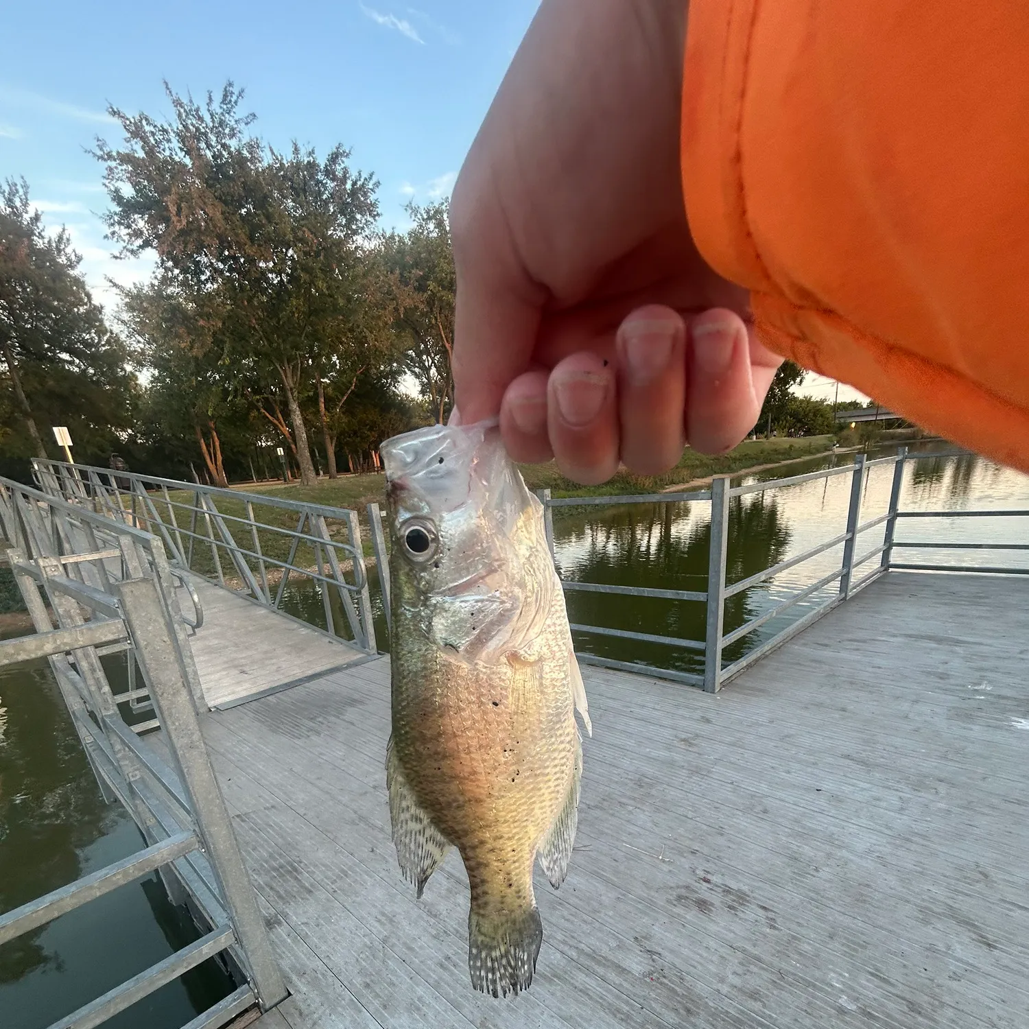 White crappie caught on Fishbrain