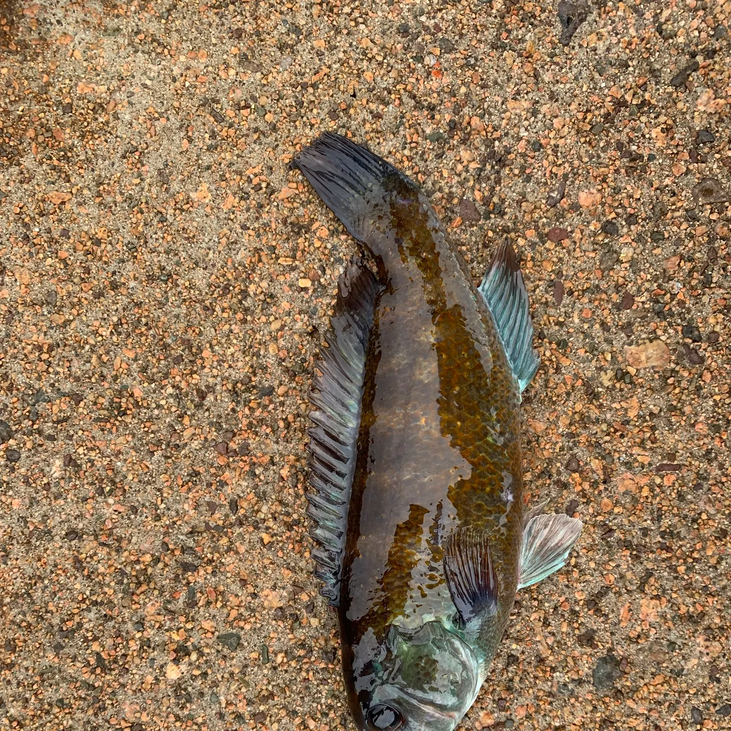 The most recent Cunner catches on Fishbrain