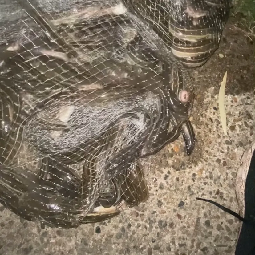The most recent Striped eel catfish catches on Fishbrain