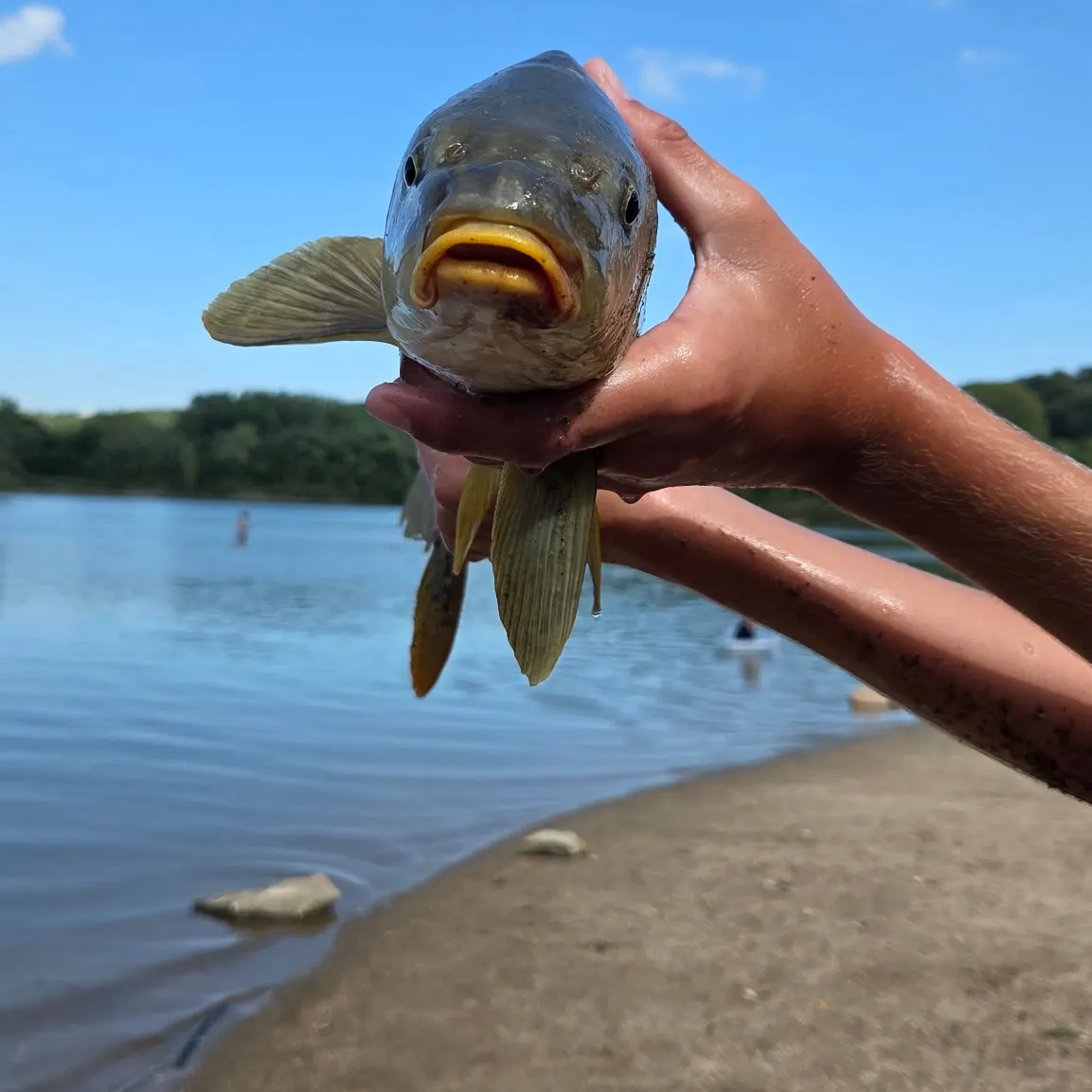 Common carp caught on Fishbrain