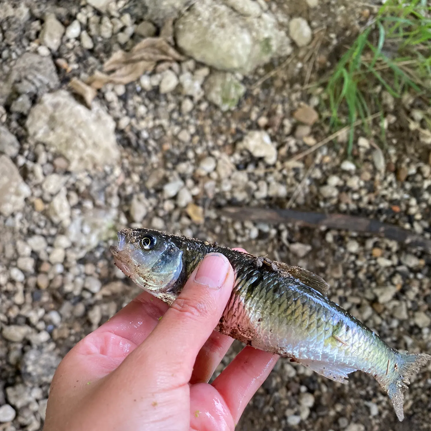 Striped shiner caught on Fishbrain
