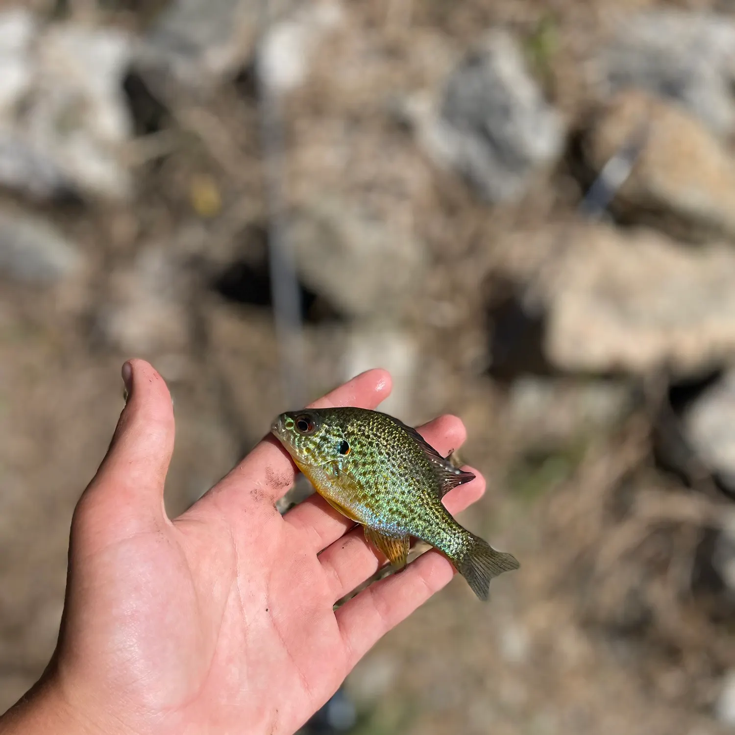 Pumpkinseed caught on Fishbrain