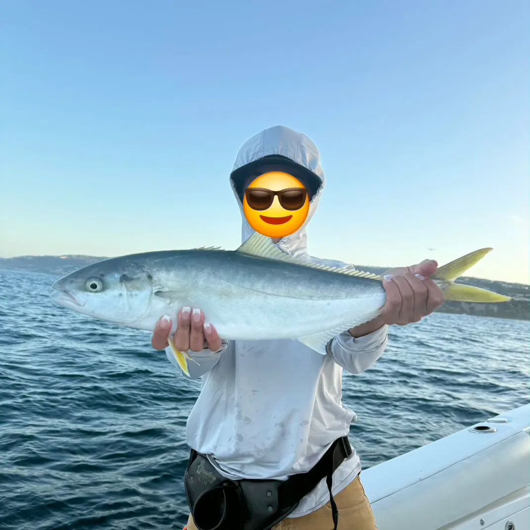 California yellowtail amberjack caught on Fishbrain