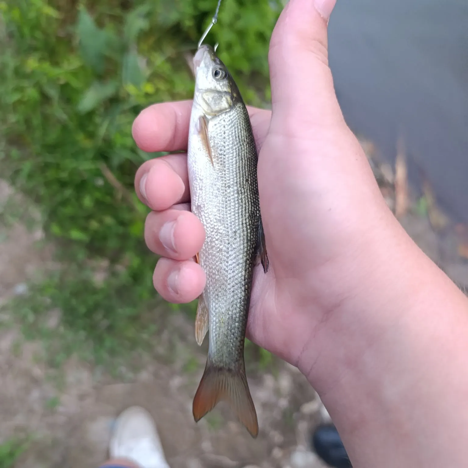 Common barbel caught on Fishbrain