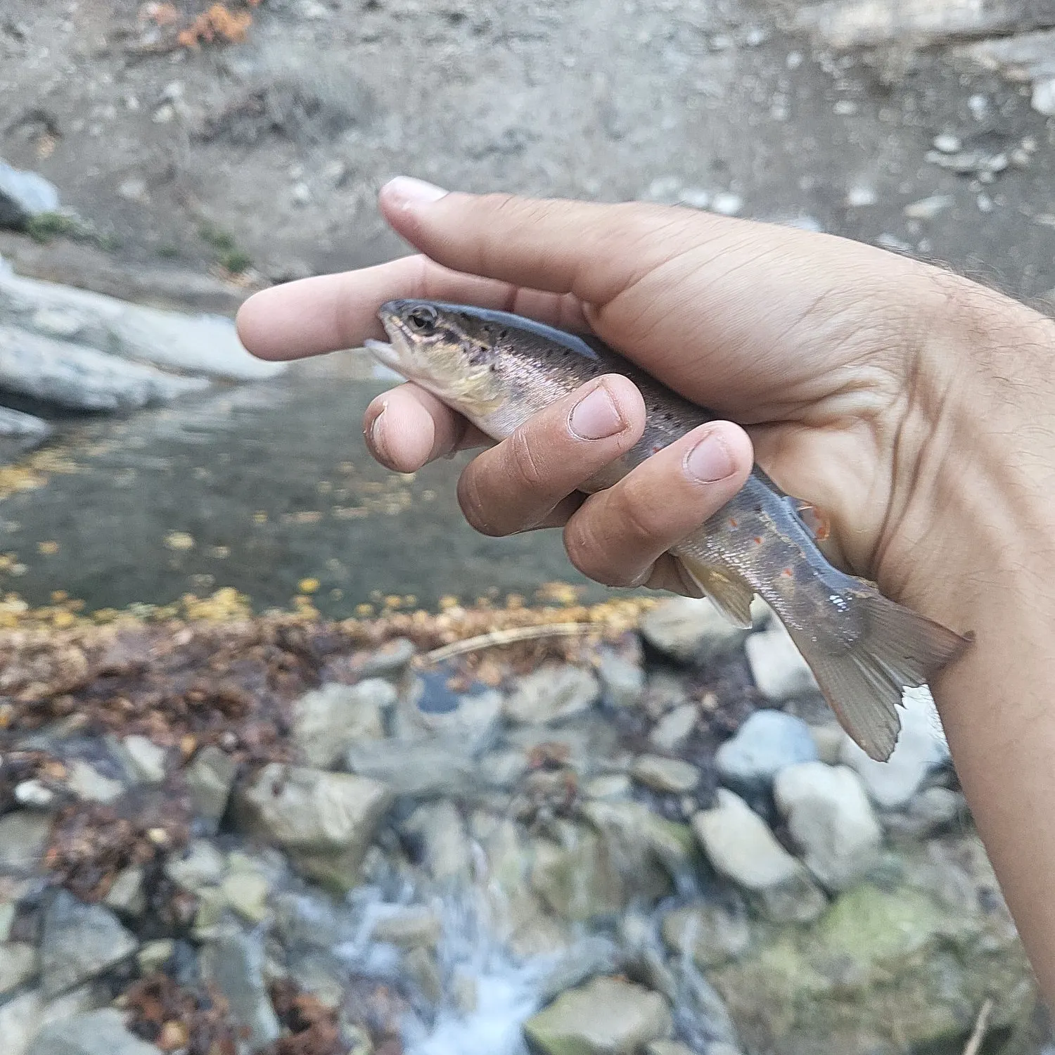 The most recent Brown trout catches on Fishbrain