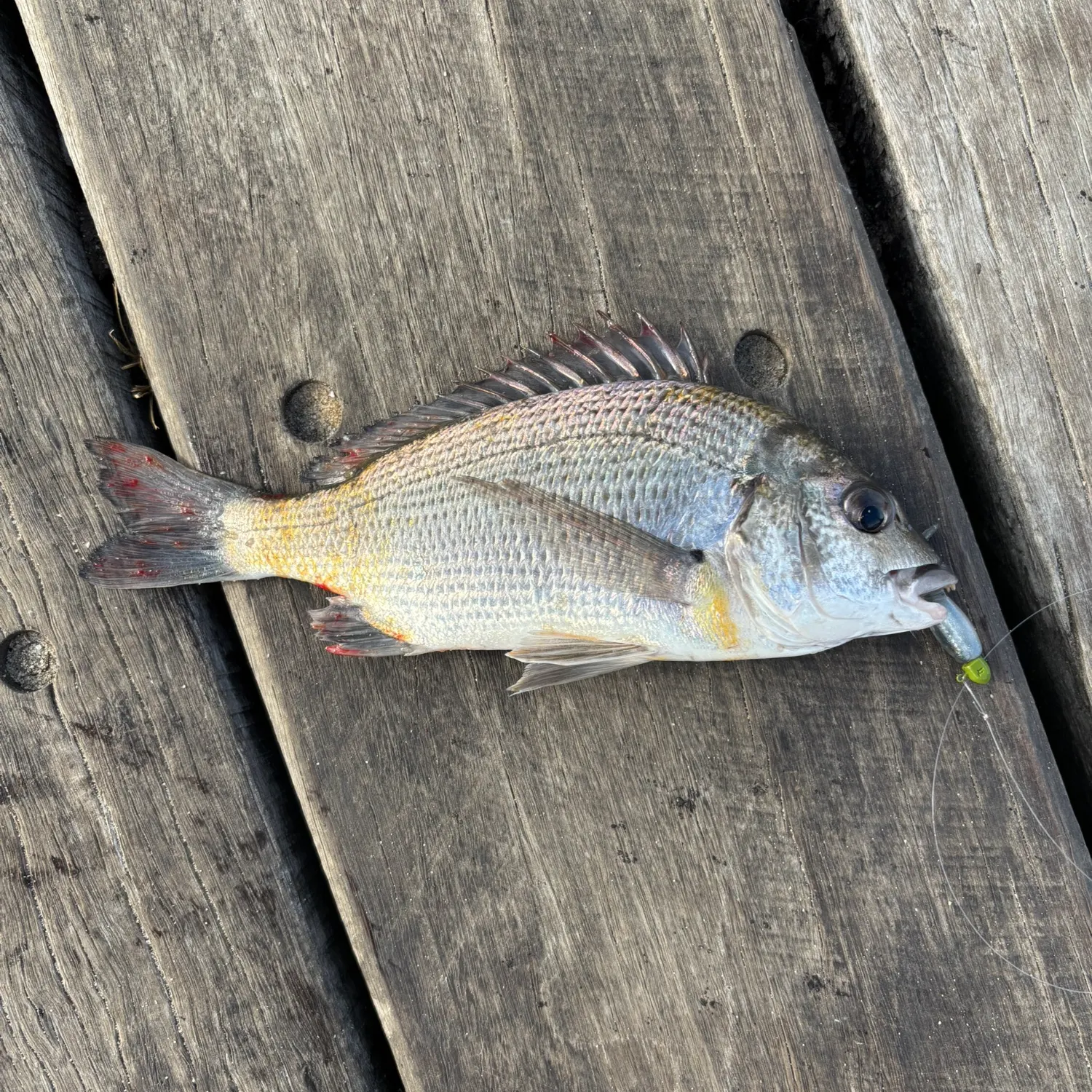 The most recent Southern black bream catches on Fishbrain