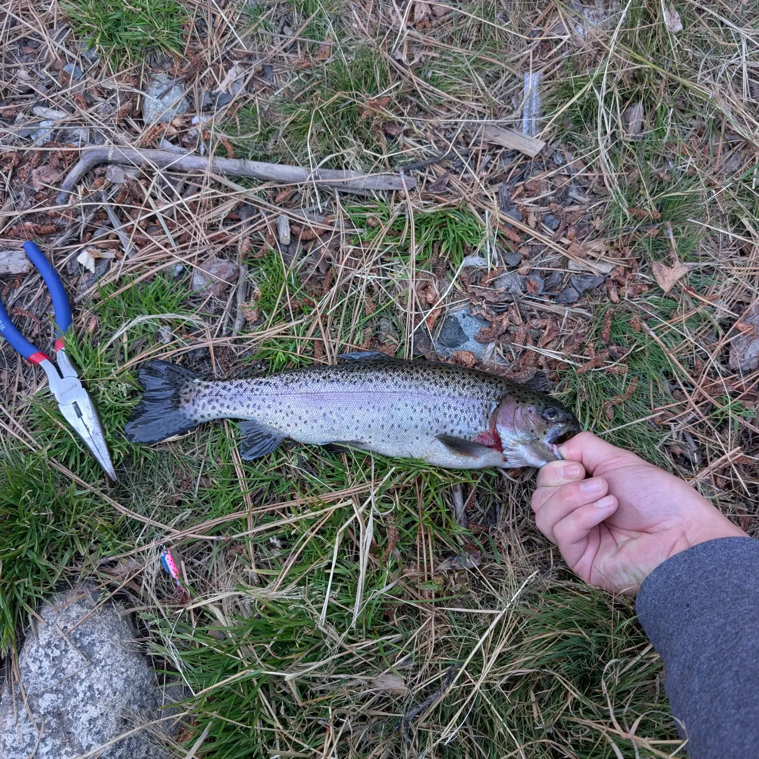 Rainbow trout caught on Fishbrain