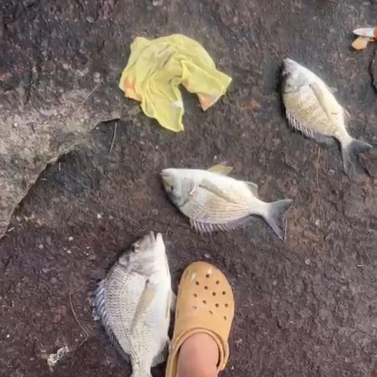 recently logged catches