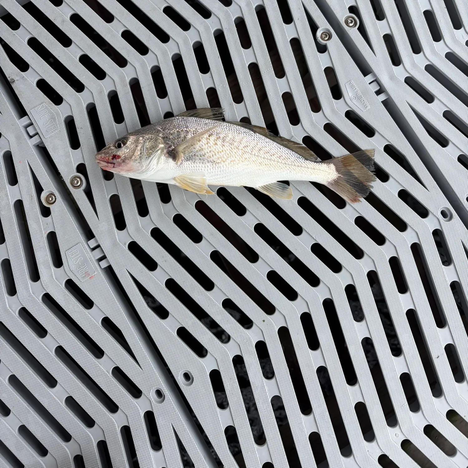 Atlantic croaker caught on Fishbrain