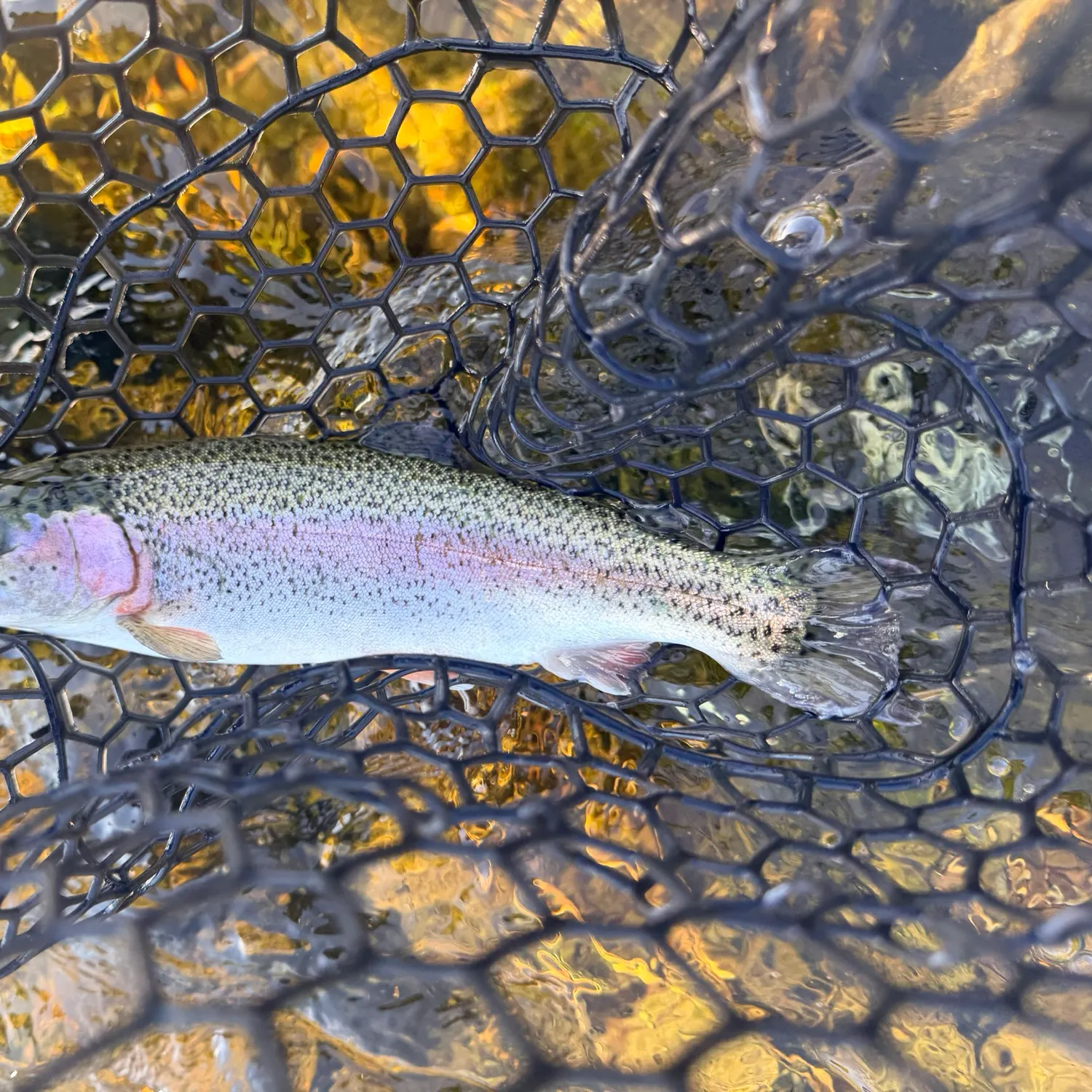Rainbow trout caught on Fishbrain
