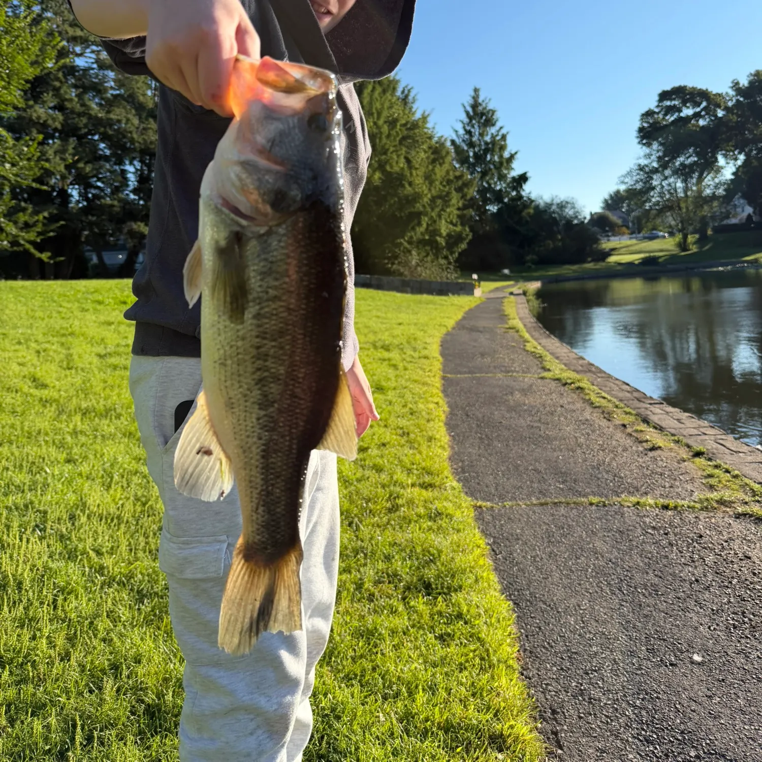 Largemouth bass caught on Fishbrain