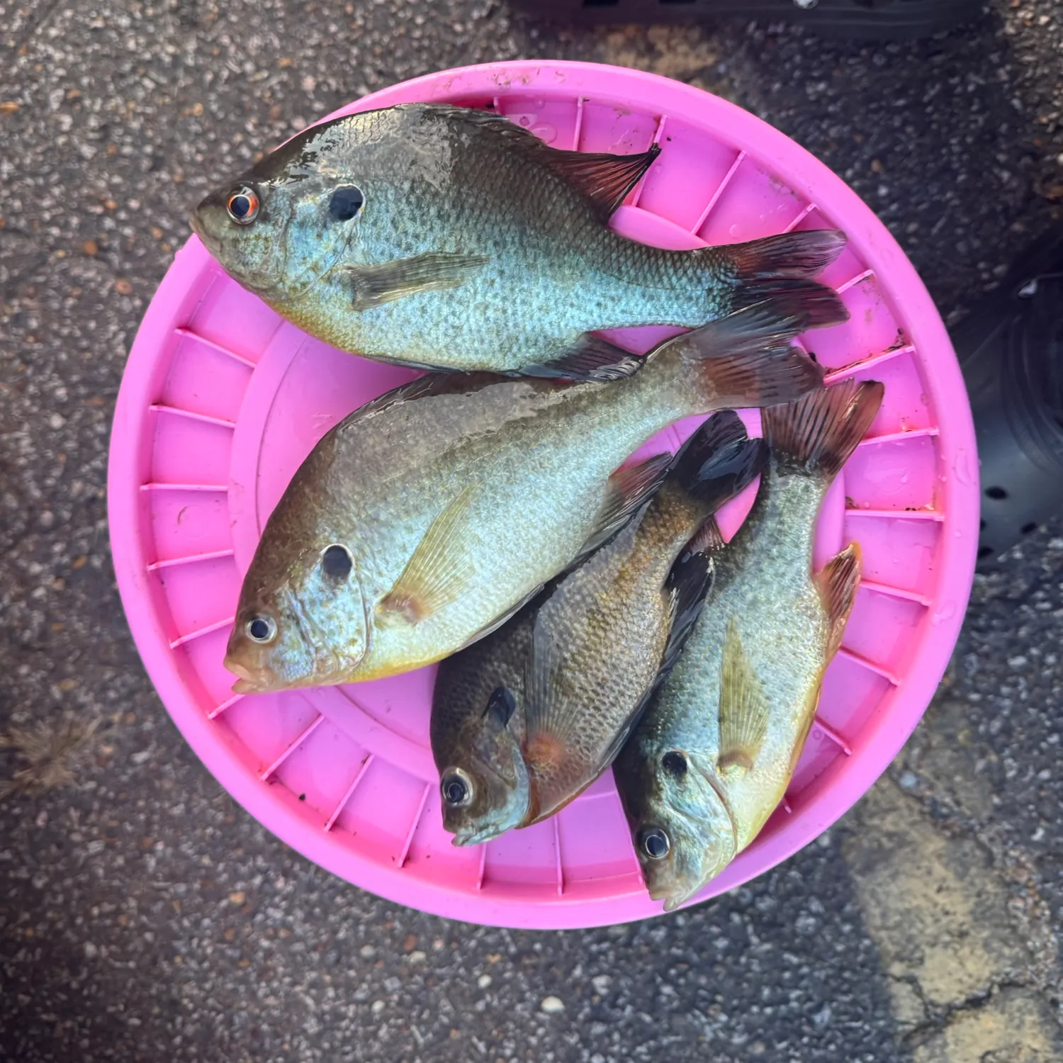 recently logged catches