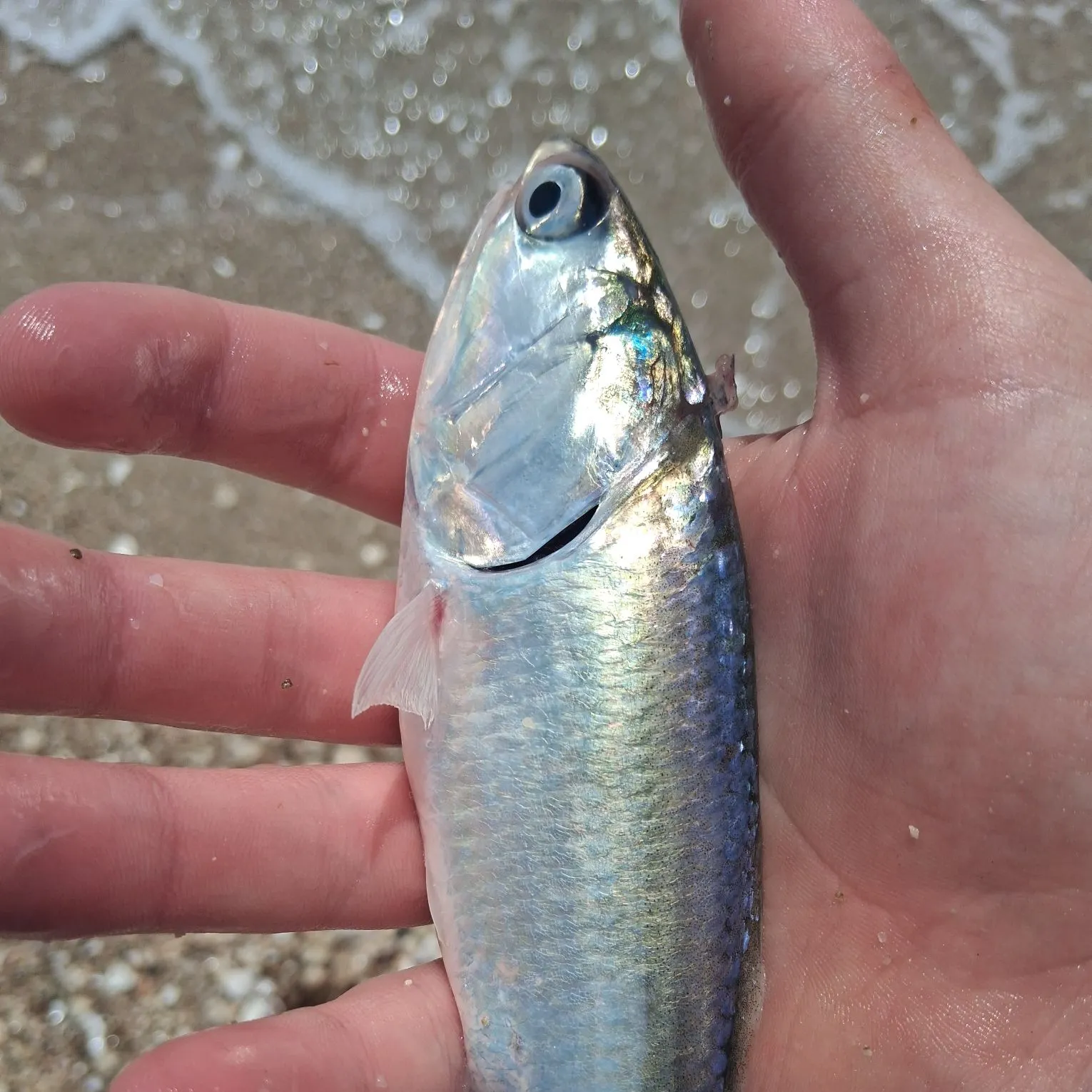 The most recent Southern yellowtail amberjack catches on Fishbrain