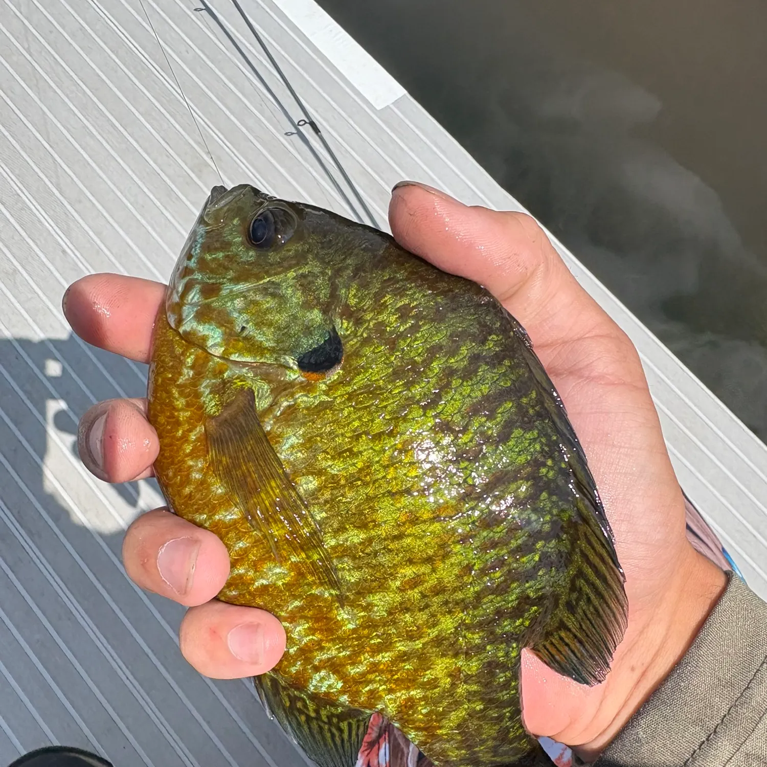 The most recent Pumpkingill hybrid catches on Fishbrain