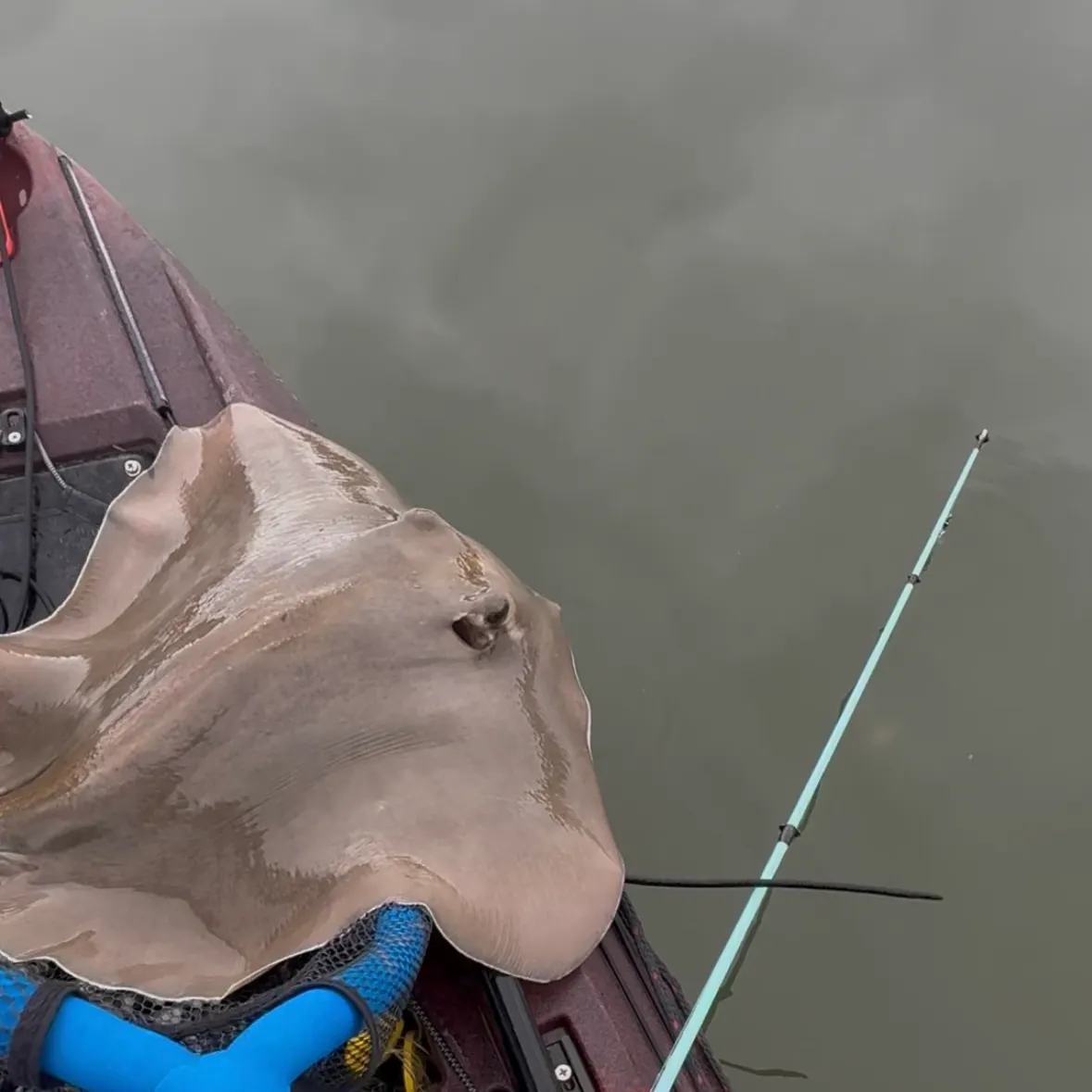 Bluntnose stingray caught on Fishbrain
