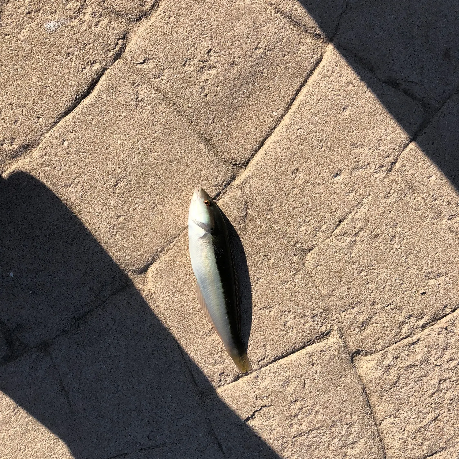 The most recent Mediterranean rainbow wrasse catches on Fishbrain