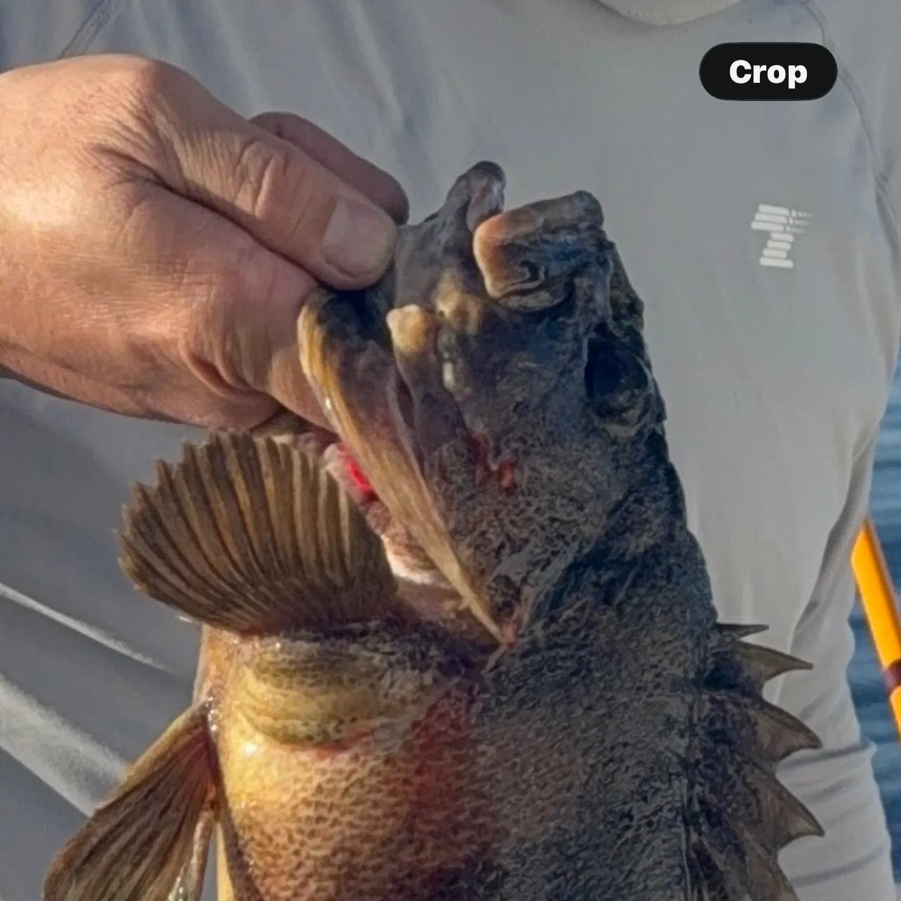 The most recent Treefish catches on Fishbrain