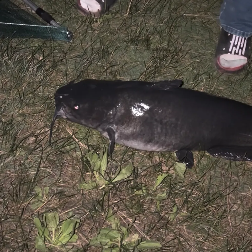 Black bullhead caught on Fishbrain