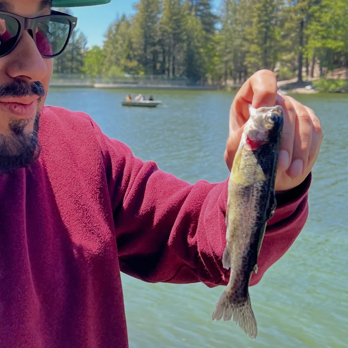 Rainbow trout caught on Fishbrain