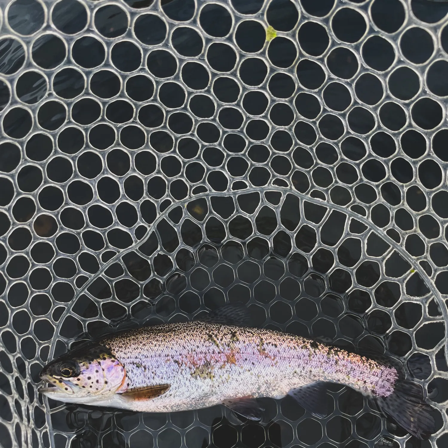 Rainbow trout caught on Fishbrain
