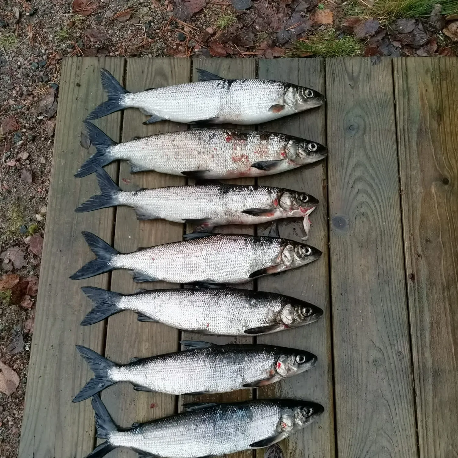 recently logged catches