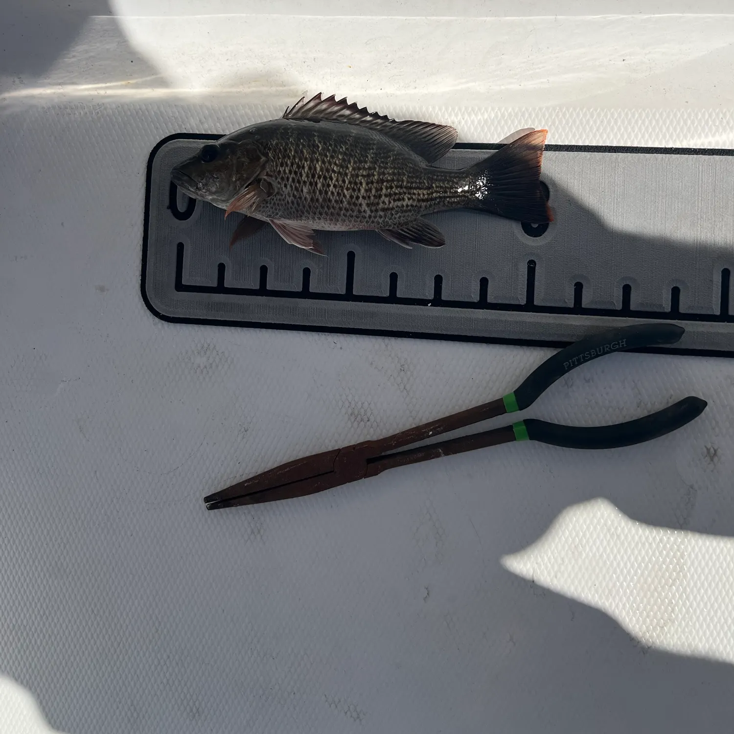 Mangrove snapper caught on Fishbrain