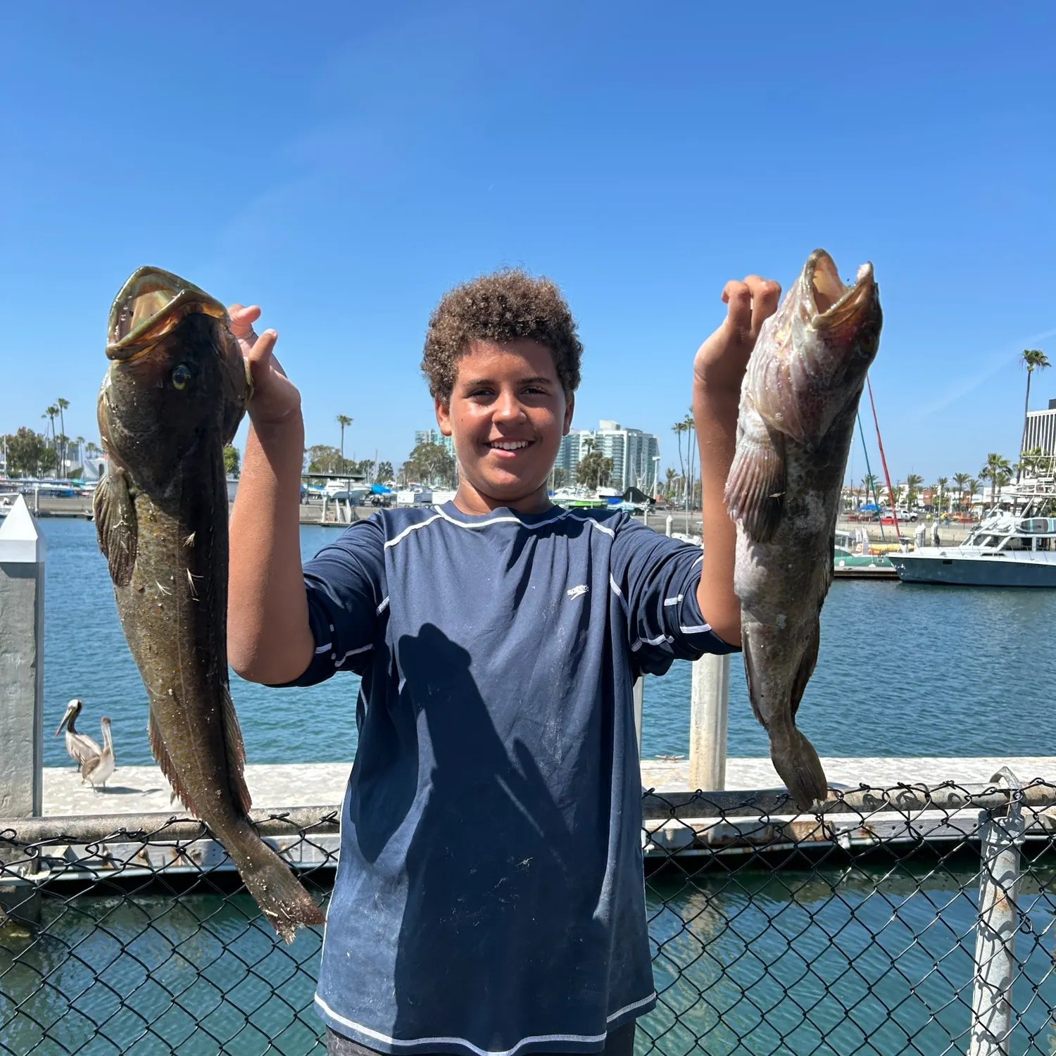 The most recent Lingcod catches on Fishbrain