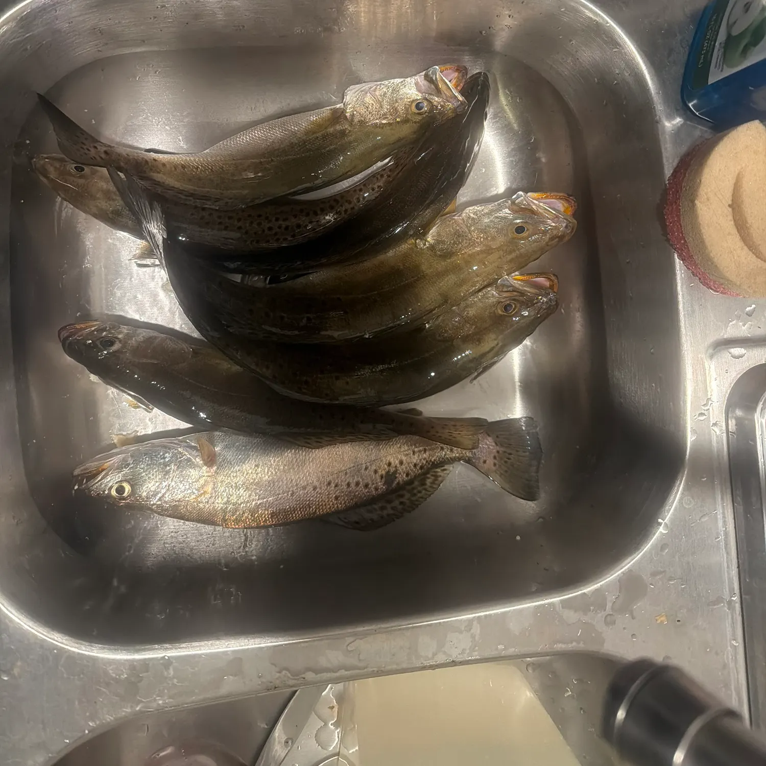Spotted seatrout caught on Fishbrain