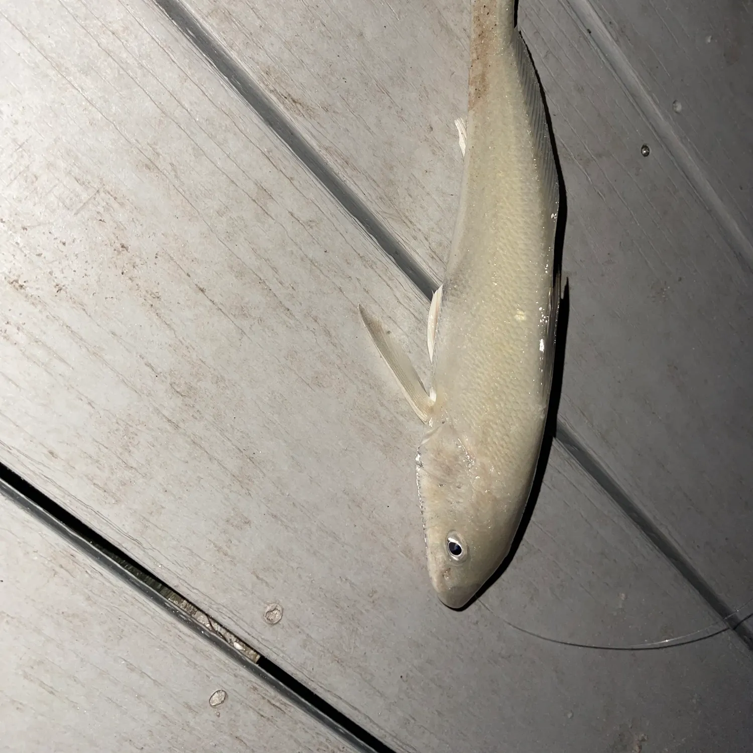 The most recent Gulf kingcroaker catches on Fishbrain