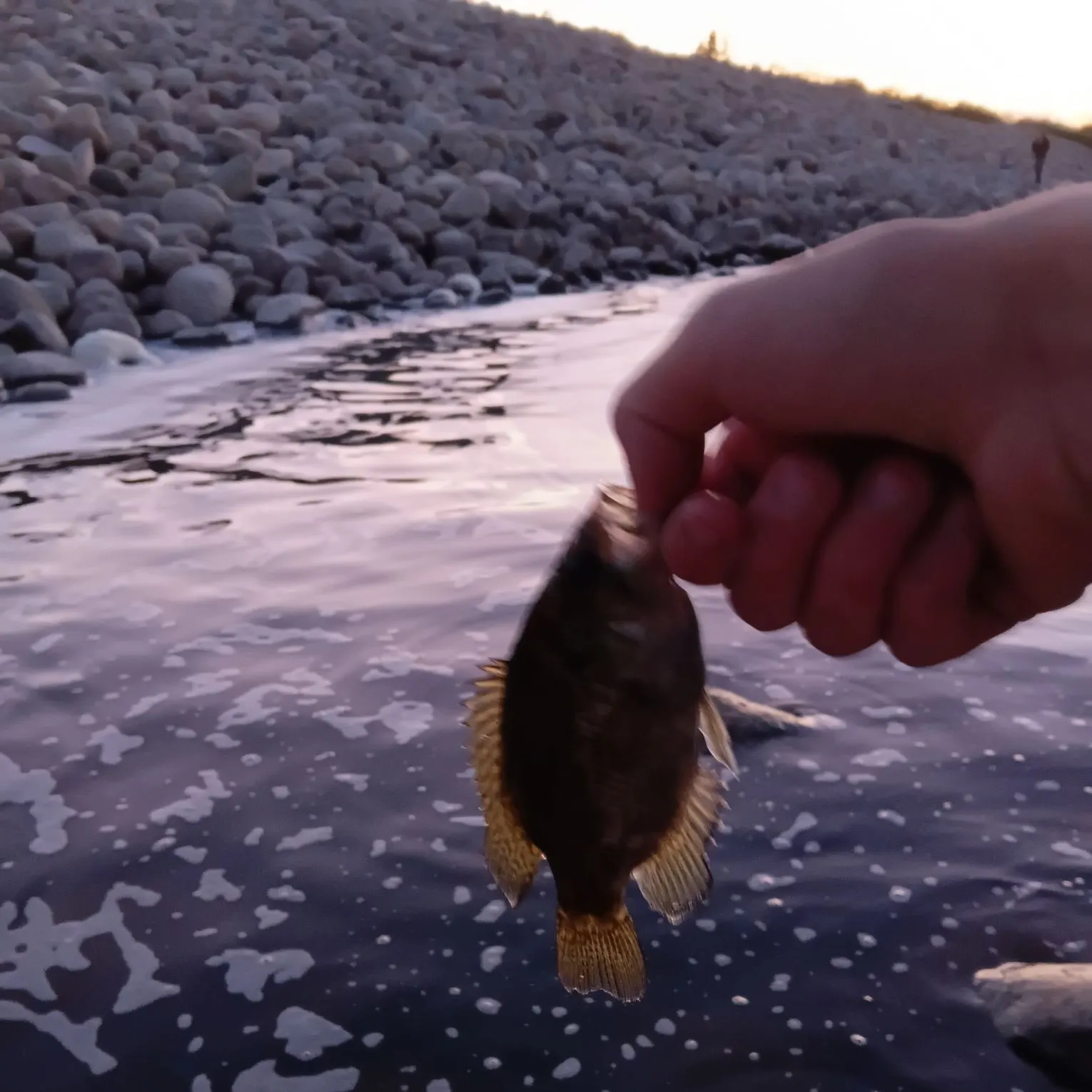 Rock bass caught on Fishbrain