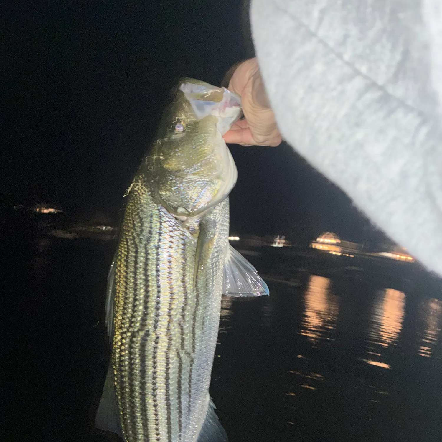 Striped bass caught on Fishbrain