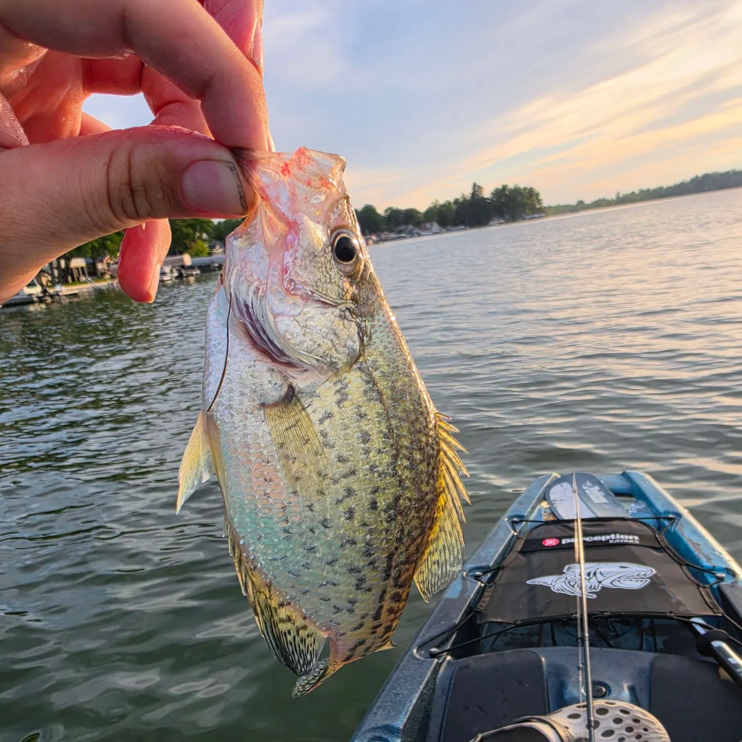 Black crappie caught on Fishbrain