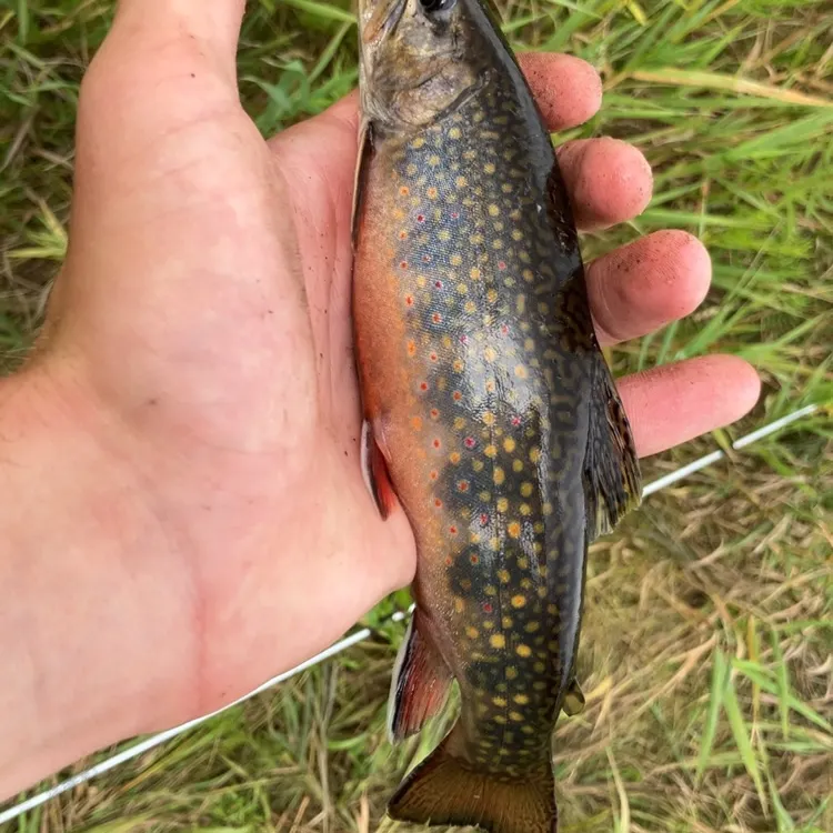 Brook trout caught on Fishbrain