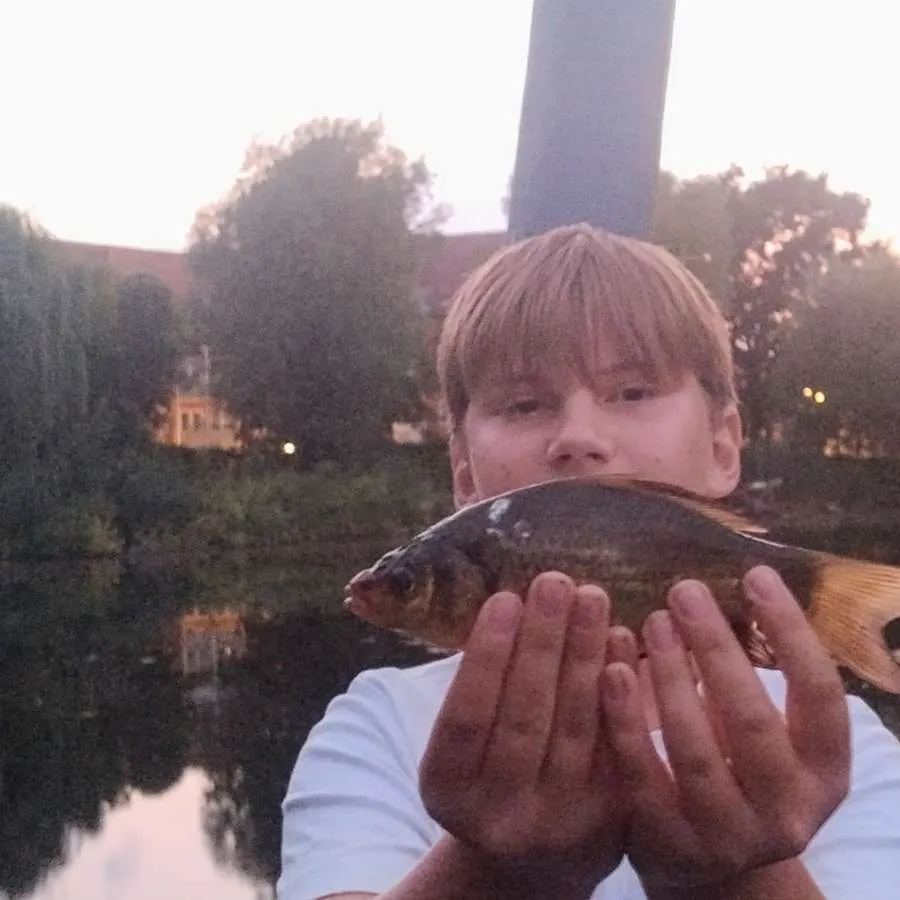 The most recent Tench catches on Fishbrain