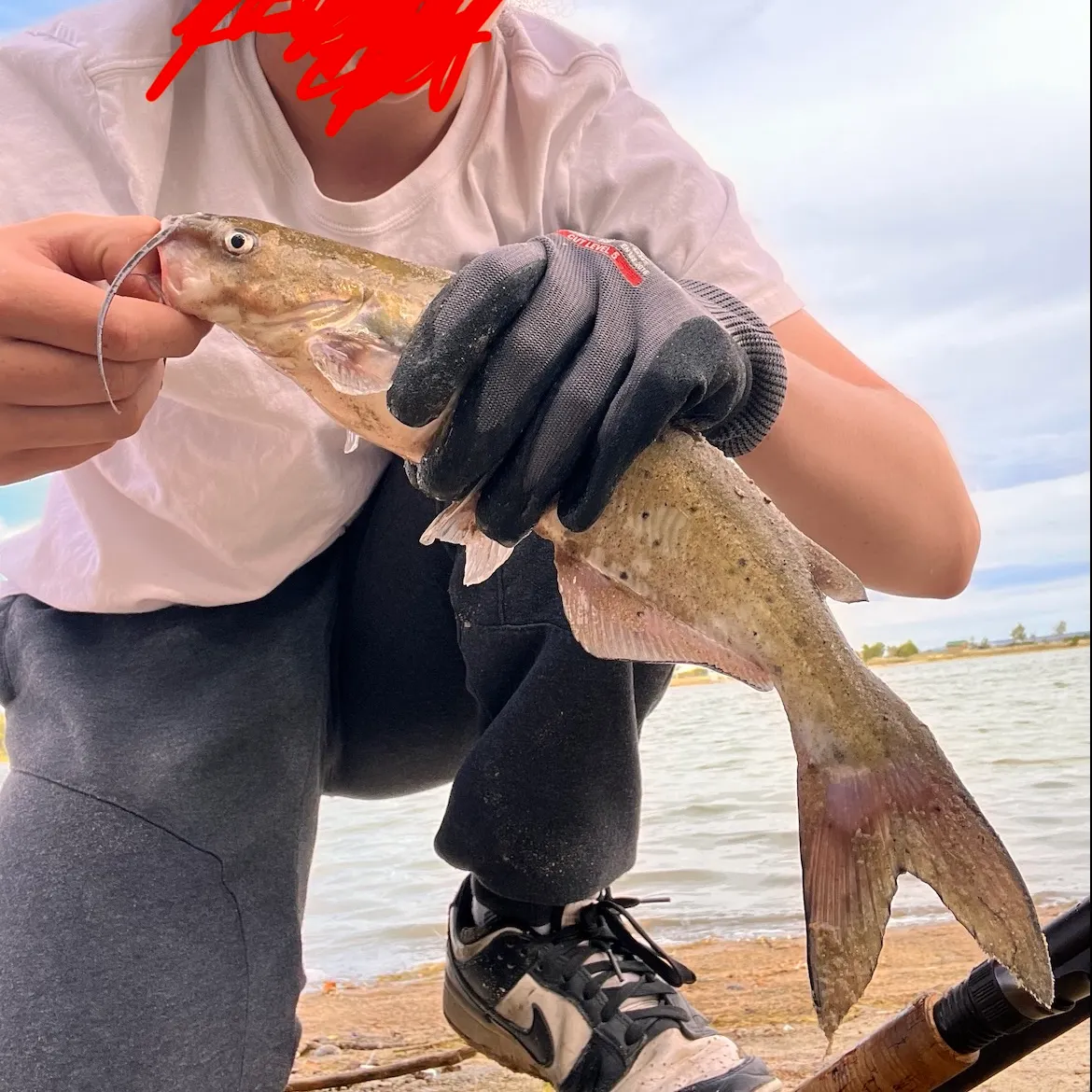 Channel catfish caught on Fishbrain