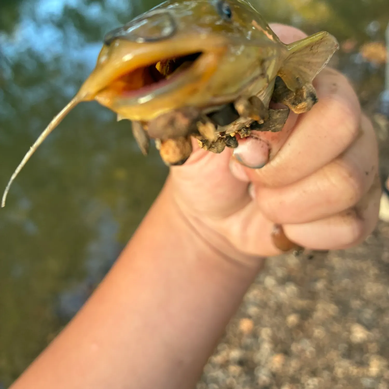 Fish caught on Fishbrain