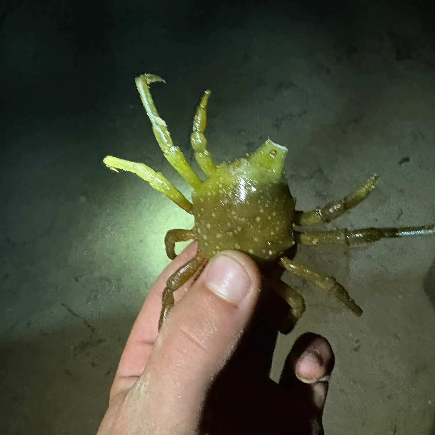 The most recent European spider crab catches on Fishbrain