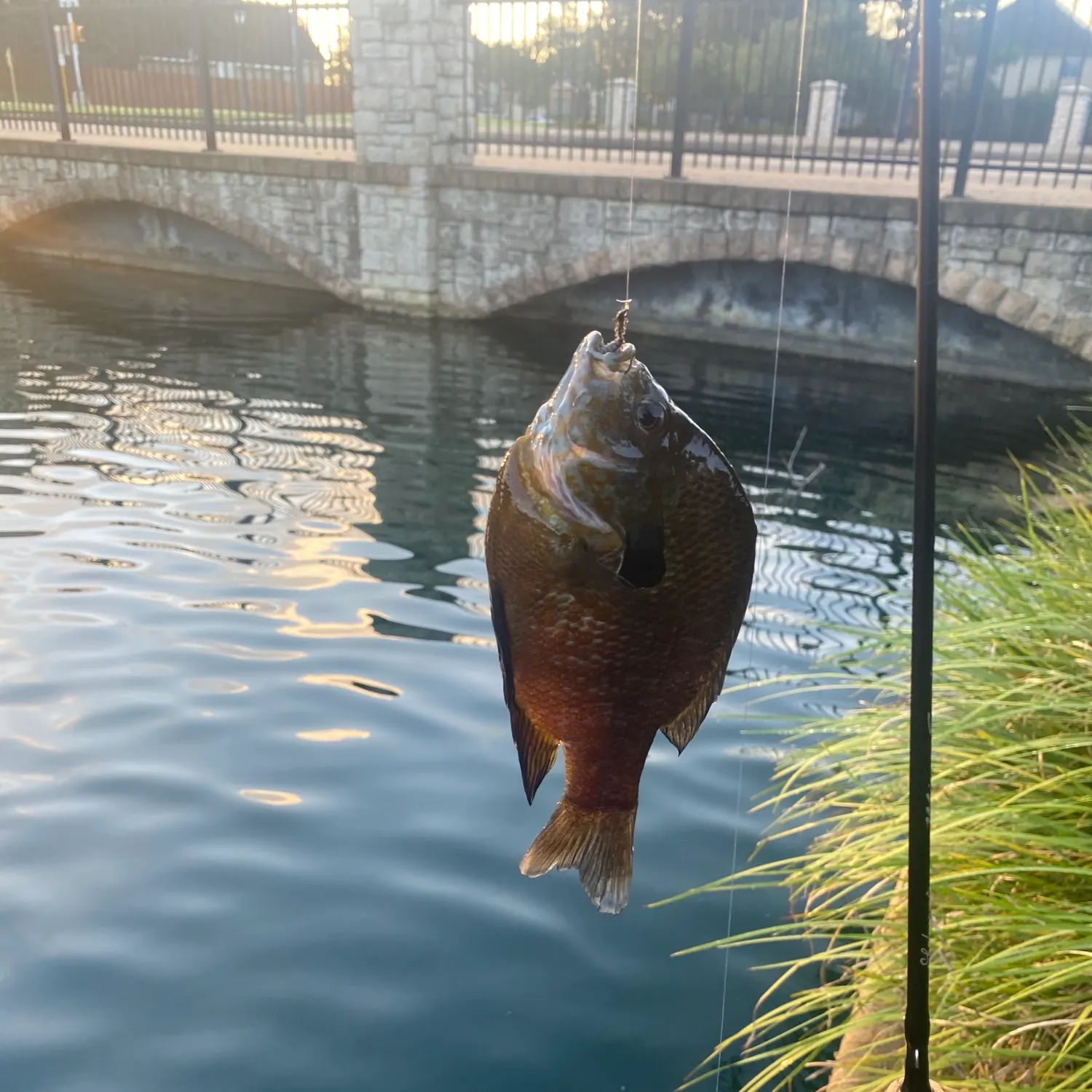 Bluegill caught on Fishbrain