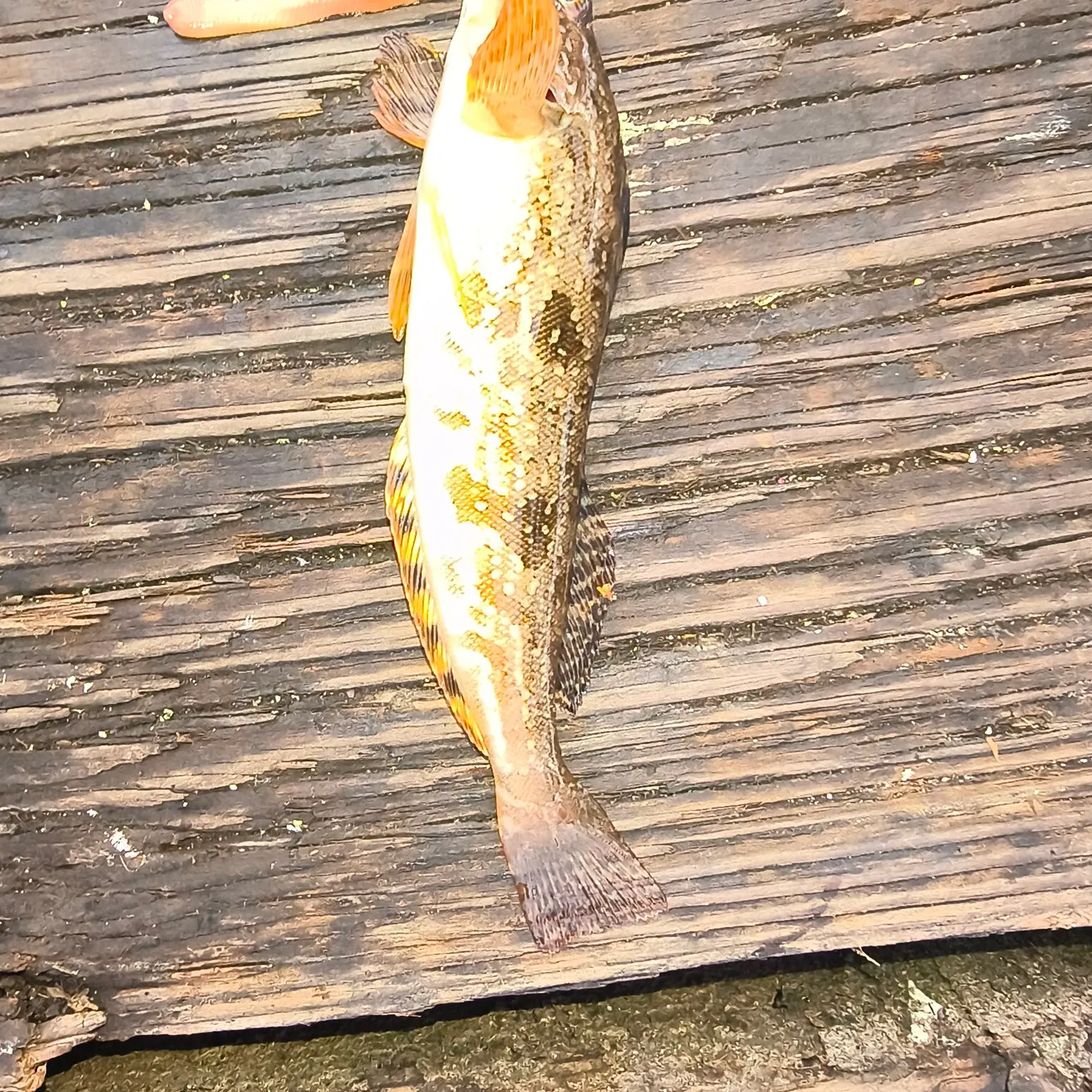 Whitespotted greenling caught on Fishbrain