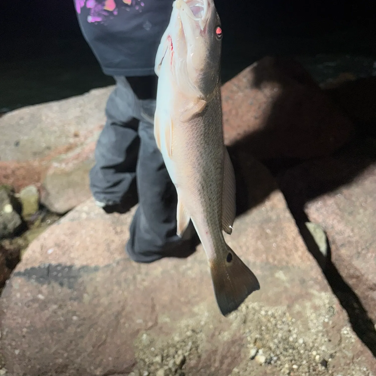 The most recent Red drum catches on Fishbrain