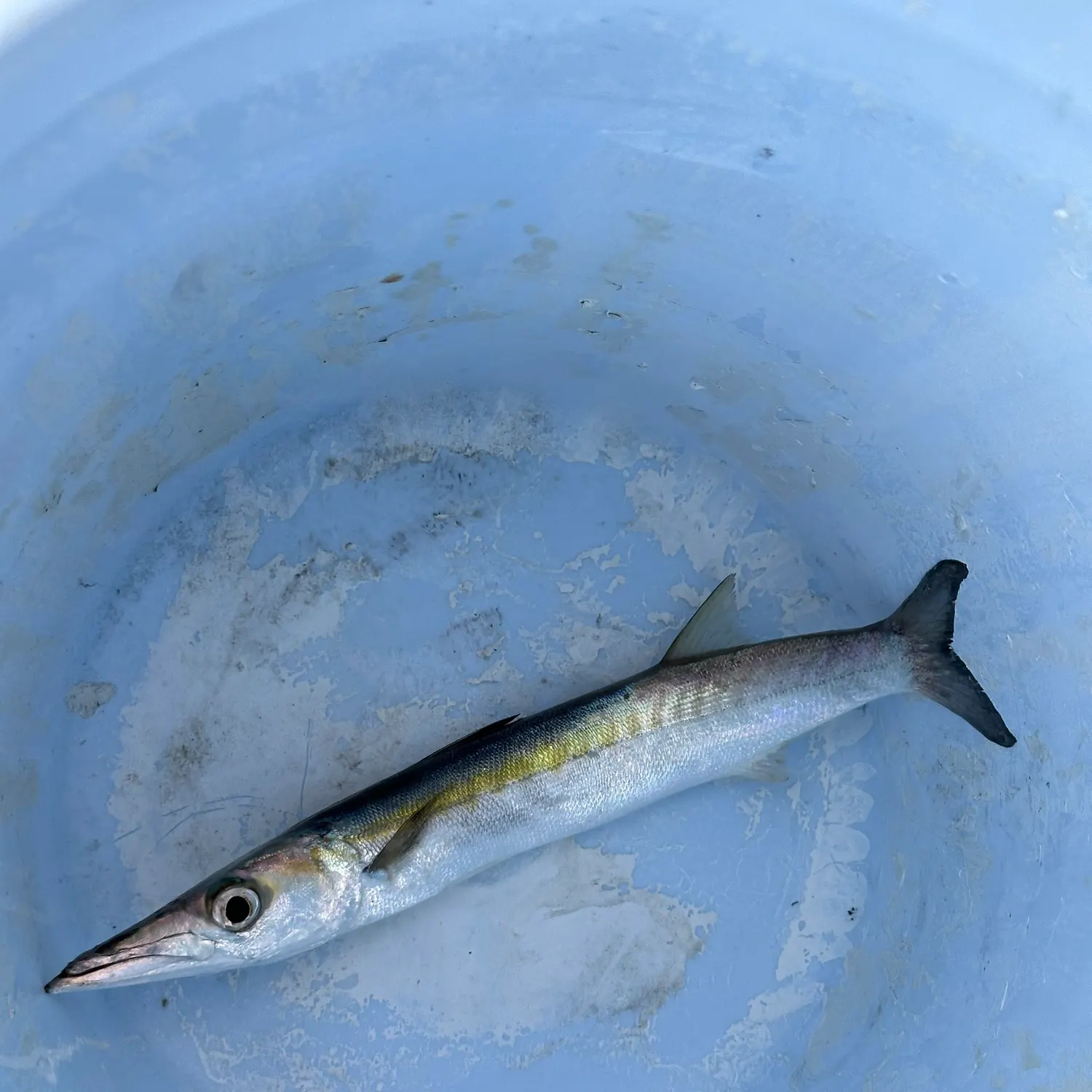 The most recent Southern sennet catches on Fishbrain