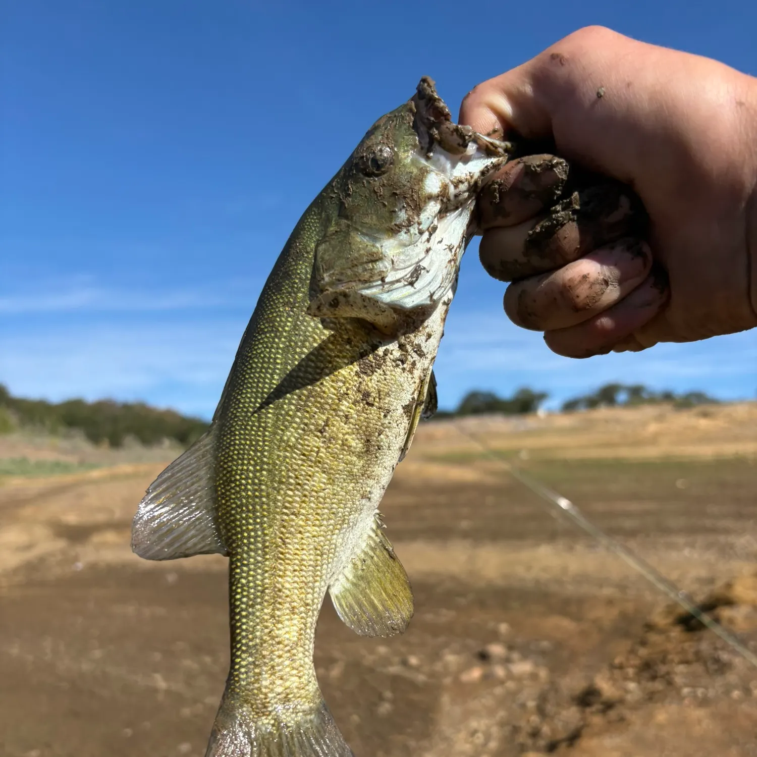 Smallmouth bass caught on Fishbrain