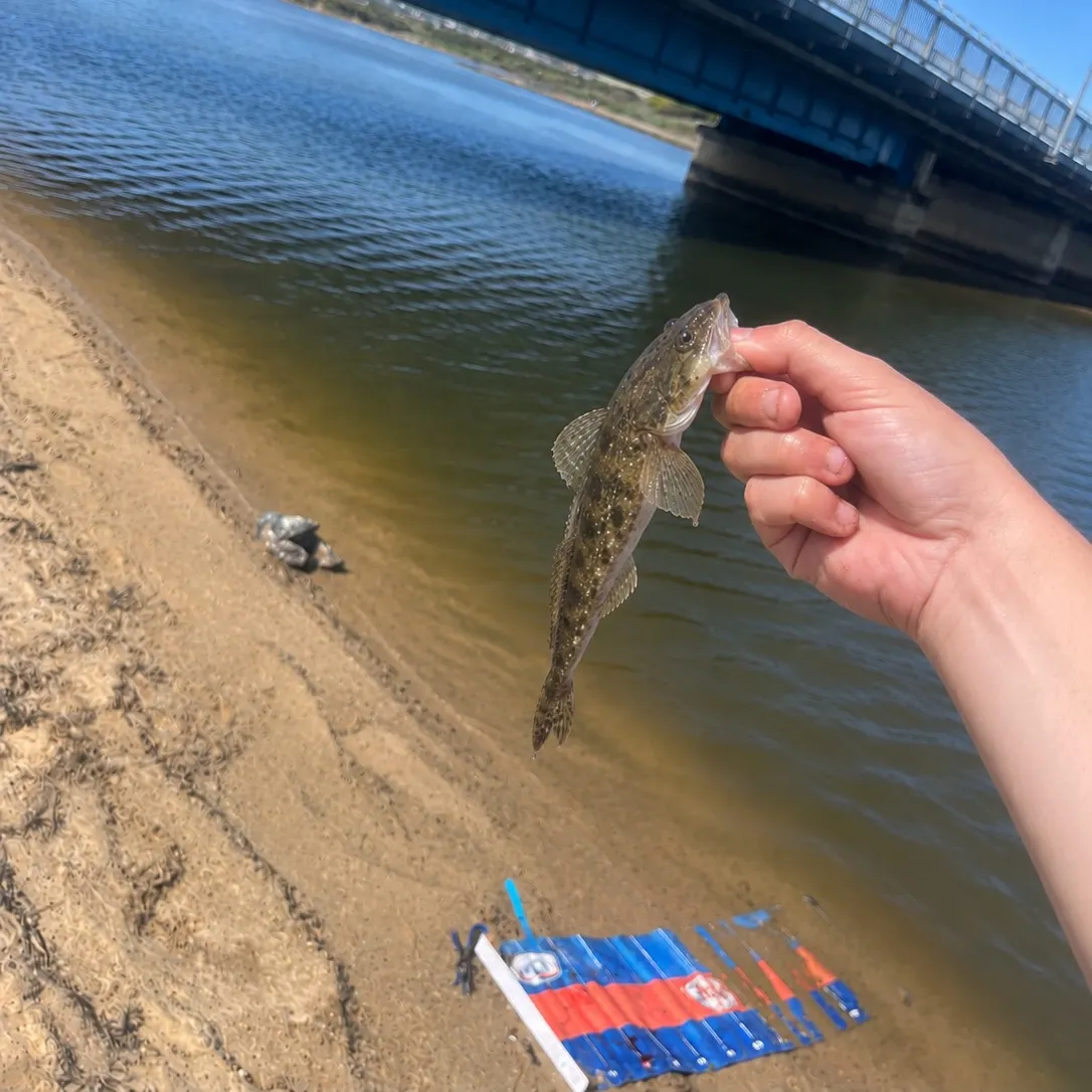 Dusky flathead caught on Fishbrain