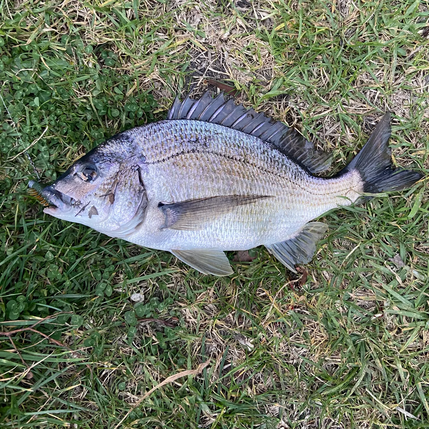 The most recent Southern black bream catches on Fishbrain