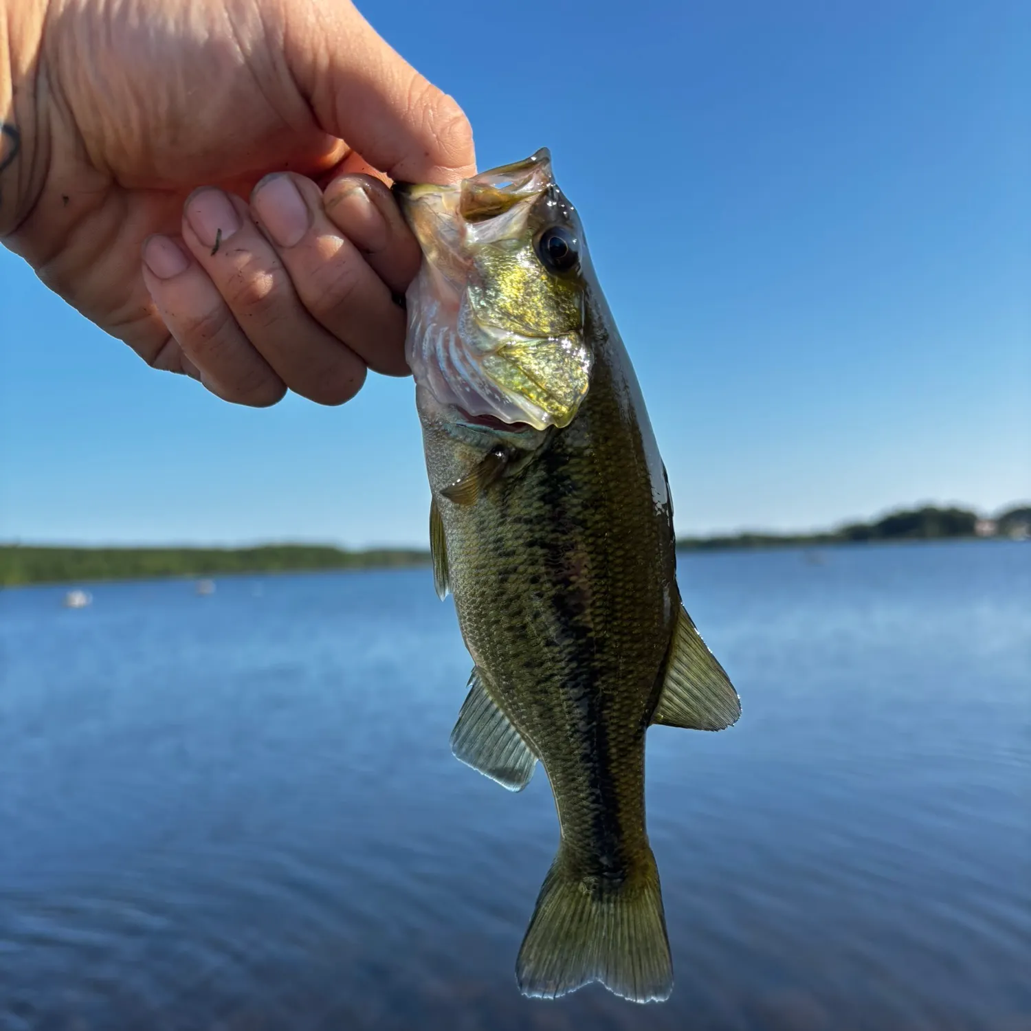 Largemouth bass caught on Fishbrain