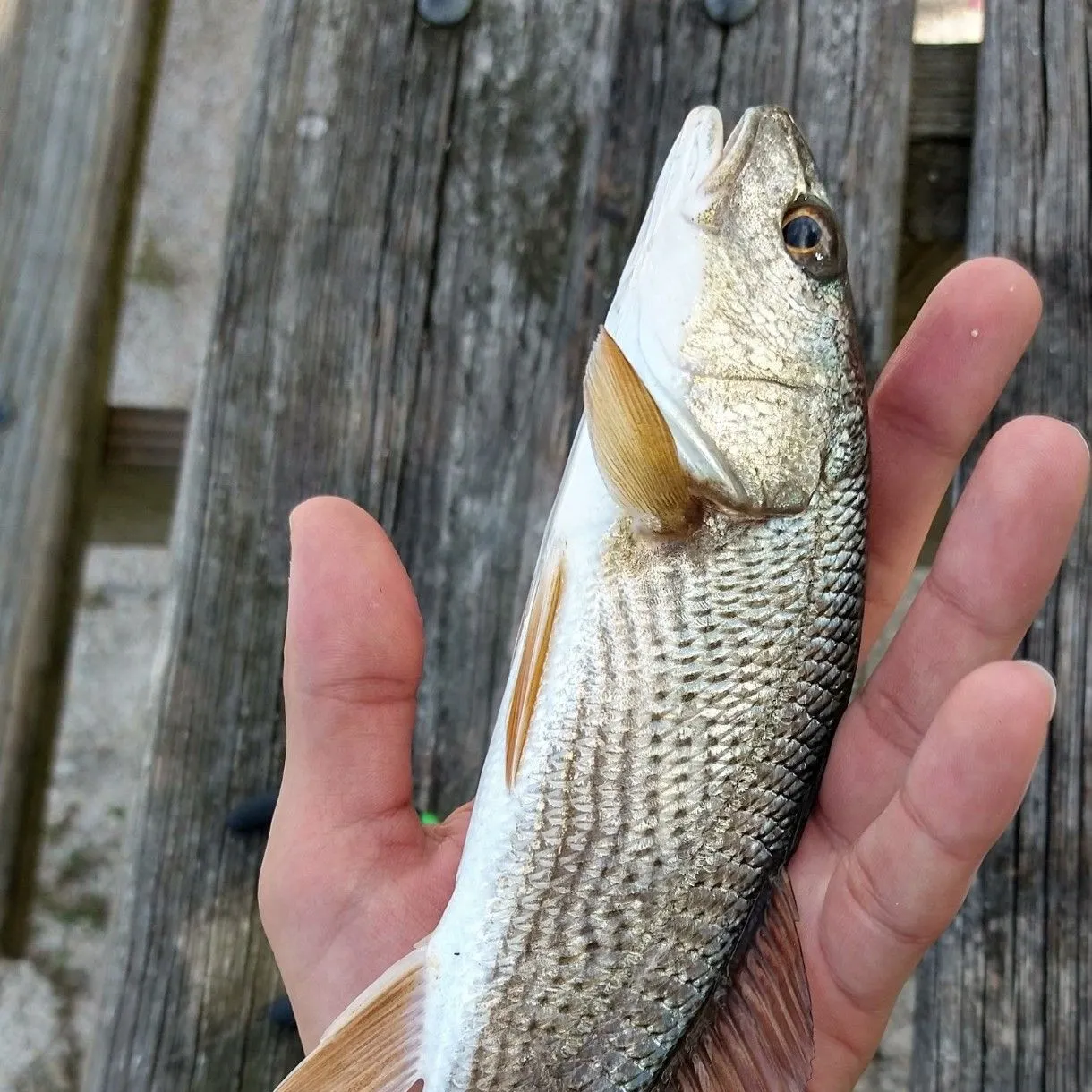 Red drum caught on Fishbrain