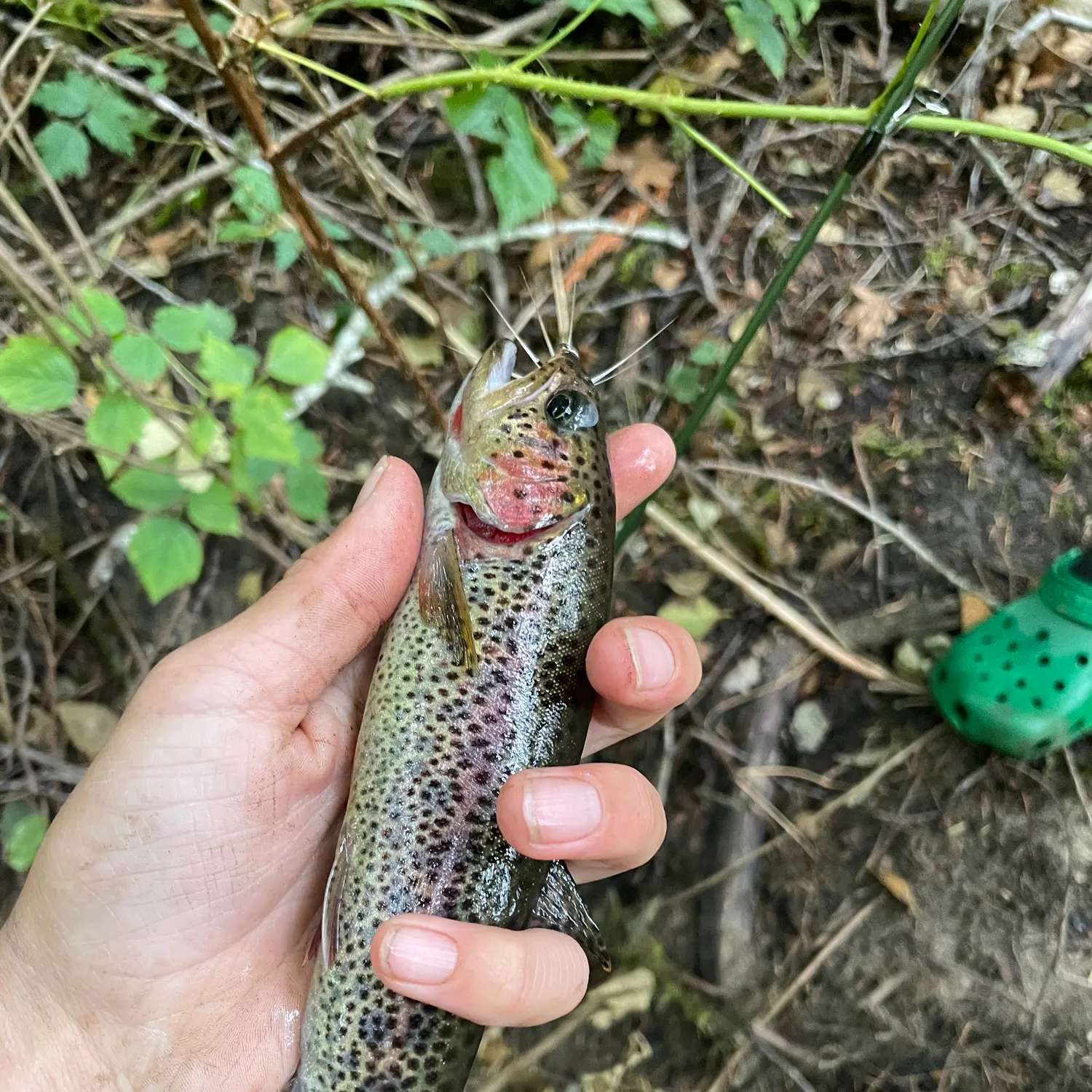 Cutbow caught on Fishbrain