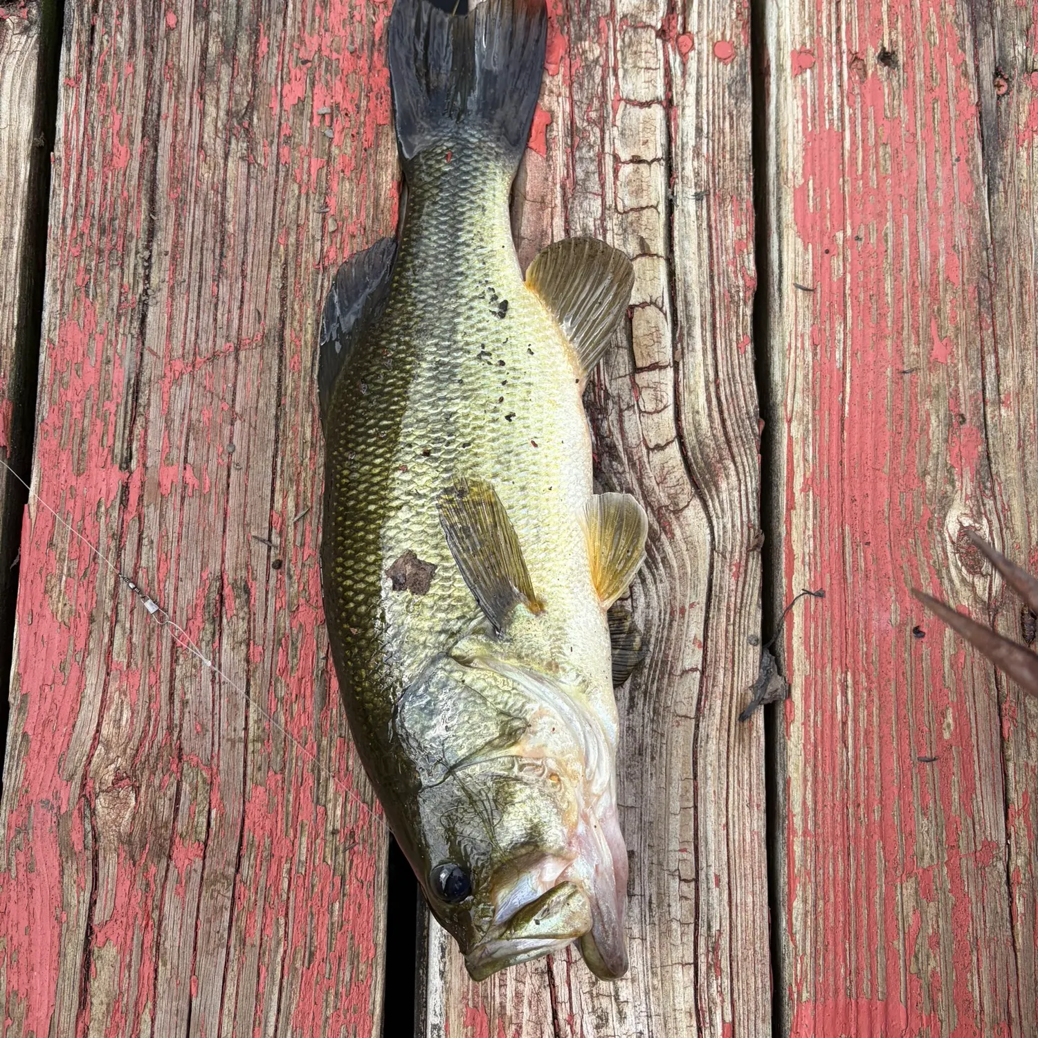 Largemouth bass caught on Fishbrain